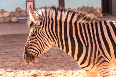 Zebra gün batımında güneş ışığında yaklaşır, toynaklı hayvan çizgili zebra