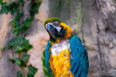 Blue and yellow macaw ara parrot with a huge beak with plucked feathers on the chest on jungle background clipart