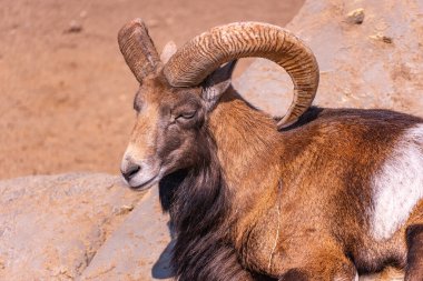 Avrupa bıyığı güneşte güneşleniyor bir taşın üzerinde, öğleden sonra evcil koyunlar yakın planda.