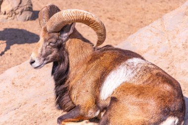Avrupai bir muflon güneş altında bir kayanın üzerinde güneşleniyor. Evcil koyunlar