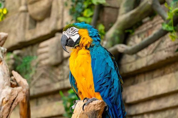 Blue-yellow macaw parrot close-up. Big ara parrot with huge beak on rock background looking at the camera