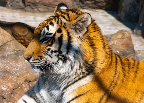 Tigre de Bengala olha em volta em busca de presa, cabeça de tigre de bengala close-up — Fotografia de Stock