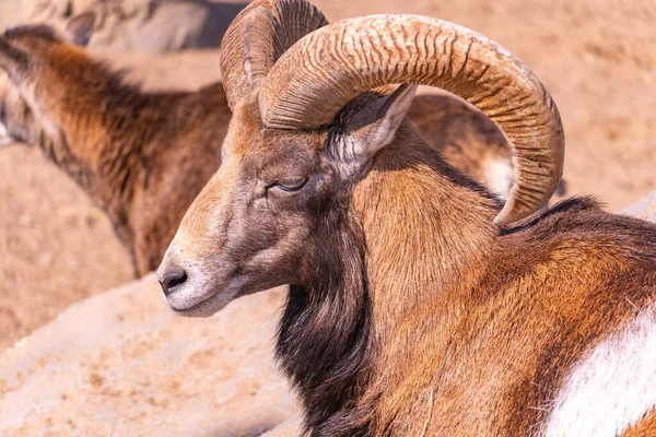 Öğleden sonra evcil koyunlar. Avrupa bıyığı, güneşin altında bir taşın üzerinde güneşleniyor.