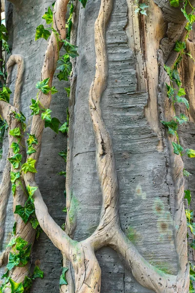 Jungle texture and stone rock with lianas, tropical background — Stock Photo, Image