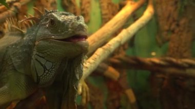 Yaygın yeşil iguana ağzını açtı ve kameraya baktı.