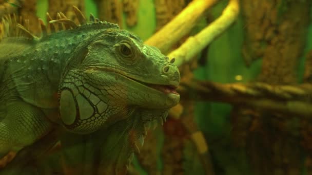 Common green iguana otworzyła usta i rozgląda się wokół kamery — Wideo stockowe