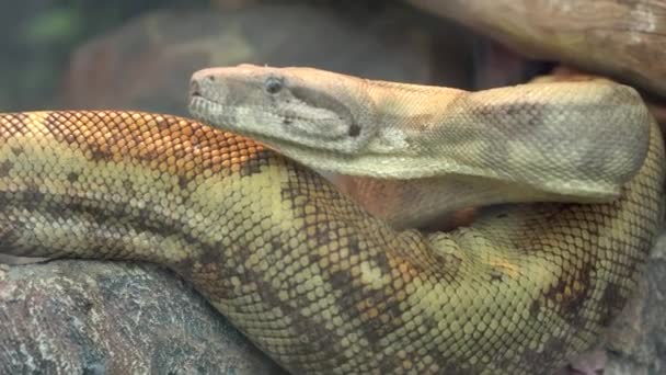 Ormen vrids in i en ring och visar sin tunga. Krypande giftig orm — Stockvideo