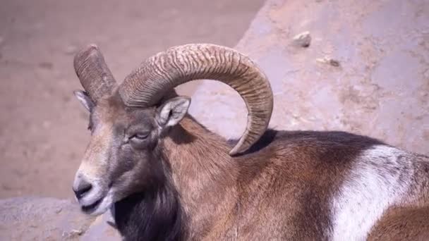 Europeu mouflon mastiga e come em um dia ensolarado, ovelhas domésticas no close-up da tarde — Vídeo de Stock