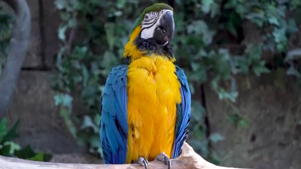 Μπλε και κίτρινο παπαγάλος ara macaw αναβοσβήνει τα μάτια του και κελαηδά δυνατά γκρο πλαν στη ζούγκλα ή τροπικό δάσος και κοιτάζει την κάμερα — Αρχείο Βίντεο