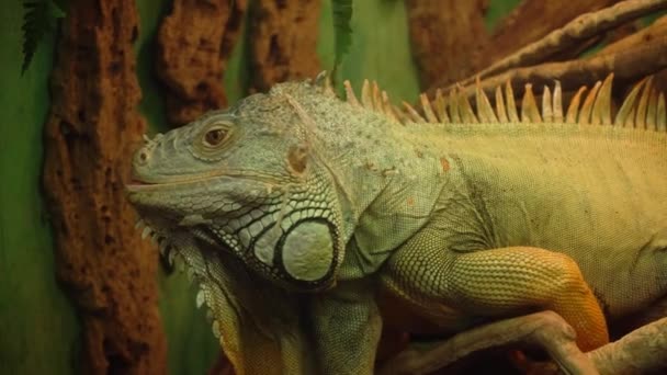 Common green iguana looks around in camera, lizard in wildworld — Stock Video