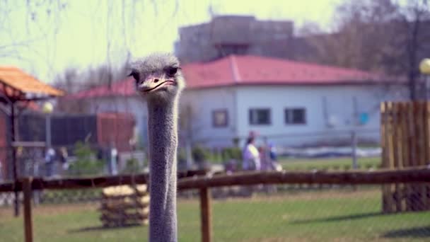 Close-up de uma cabeça de avestruz, uma avestruz vira a cabeça com um bico grande — Vídeo de Stock