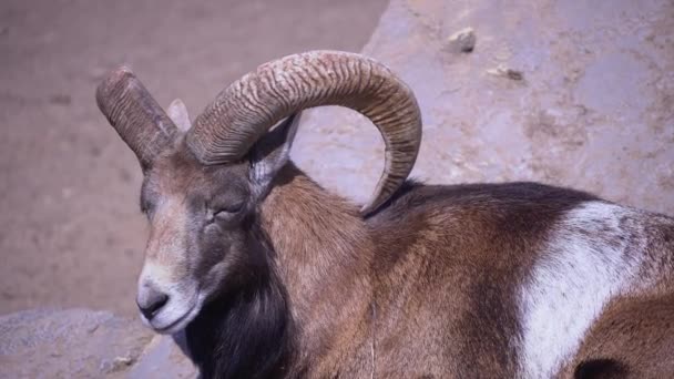 Ovelhas domésticas à tarde close-up, europeu mouflon mastiga e come em um dia ensolarado — Vídeo de Stock