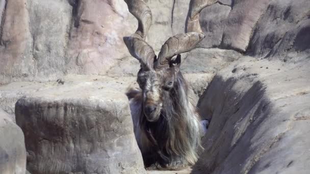 O bode Markhor ou foice se disfarça entre as rochas e olha para a câmera. Cabra de montanha no selvagem Capra falconeri — Vídeo de Stock