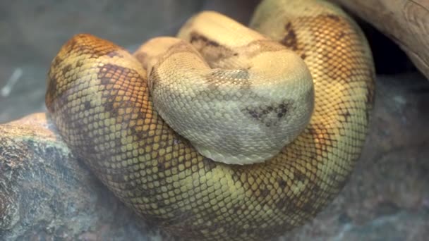 Serpent rampe et boucles, reptile venimeux dans la nature — Video