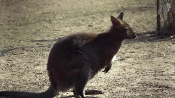 Bebê canguru arranhões, mastigas e perucas orelhas. Antilopine wallaroo, Macropus antilopinus — Vídeo de Stock