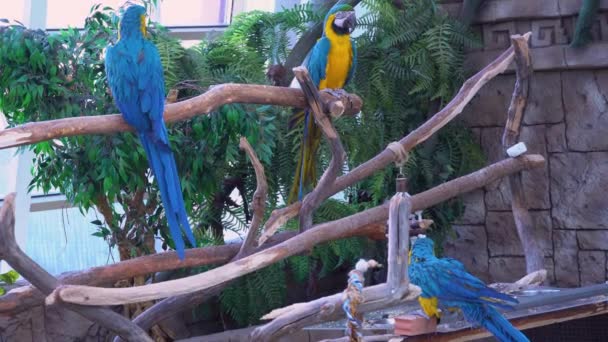 Loro guacamayo azul-amarillo ara sentarse en la rama en la selva o selva tropical y mira a la cámara de cerca — Vídeo de stock