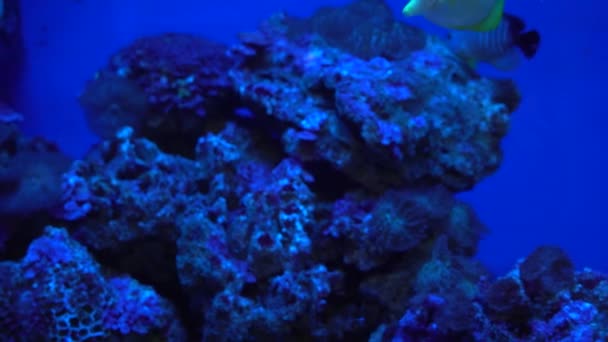 Aquarium met blauw licht, Fish Tank, decoratief koraalrif, onderwater dieren, wilde natuur — Stockvideo