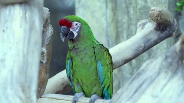 Grön ara papegoja med en stor näbb sitta på gren och tittar på kameran närbild — Stockvideo