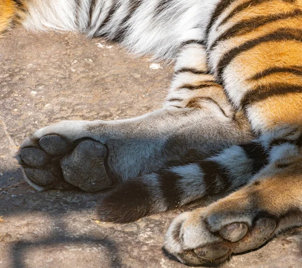 Zampe di tigre primo piano mentre si riposa nel tempo soleggiato — Foto Stock