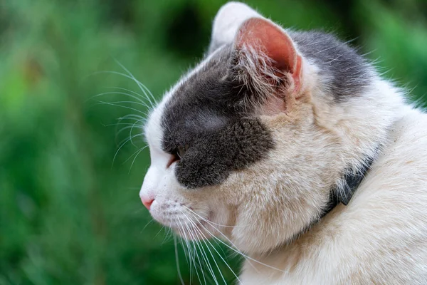 Close-up portrait of black and white cat, cat head with closed eyes — Stock Photo, Image