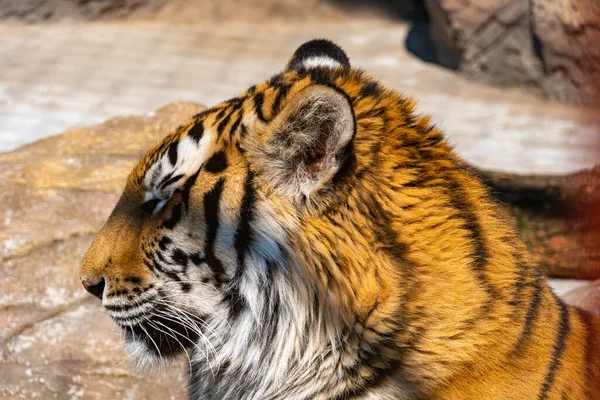 Глава бенгальского тигра крупным планом, бенгальский тигр оглядывается вокруг в поисках добычи — стоковое фото