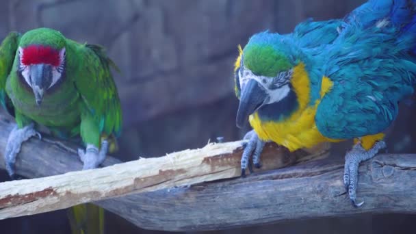 Kék arapagáj papagáj hatalmas csőrrel ül az ágon, és csőrével rágcsál egy ágat. — Stock videók