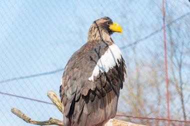 Amerikan kel kartalı ağaçta oturur, kartal vahşi doğada