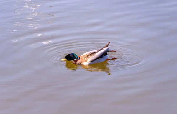 Drake dives under water in a pond, duck dives under water for food close-up — Stock Photo, Image