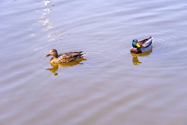 Drake e pato nadam no lago em um dia ensolarado — Fotografia de Stock