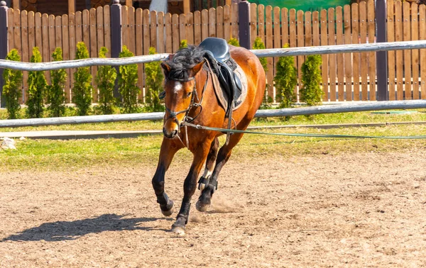 En springande häst galopp i ett koppel i en cirkel, en hoppande hingst rusar — Stockfoto
