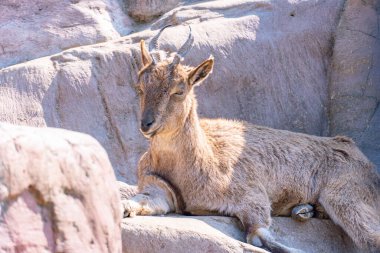 Markhor ya da tırpan kayalara uzanıp güneşleniyor. Vahşi Capra Şahinlerinde dağ keçisi