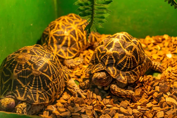 Las tortugas disfrutan bajo una lámpara, tortuga común en la naturaleza — Foto de Stock