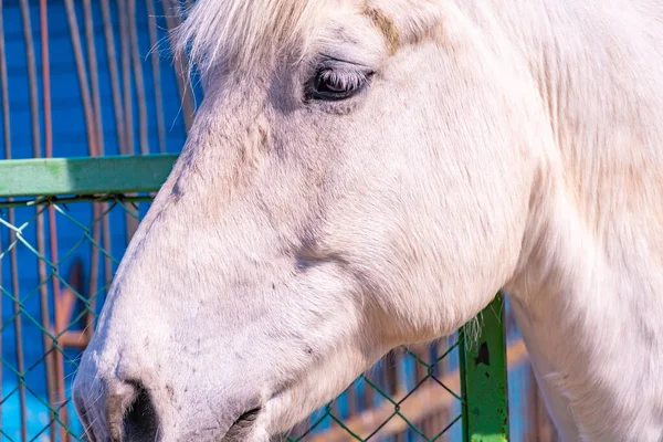 White horse head close-up, white horse looking at the camera, horse eyes