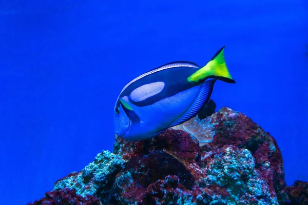 Blue tang surgeonfish close-up, exotic fish from the pacific ocean, popular tropical aquarium pet and red sea