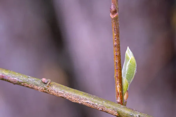 Unblown buds on trees macro. Bare young tree branches in spring in the garden close-up on a blurred background — Stock Photo, Image