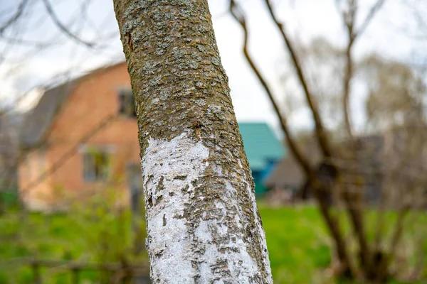 Weiße Baumrinde, die im sonnigen Obstgarten auf verschwommenem Hintergrund wächst. Frühjahrsgärtnern, den Baum auf den Frühling vorbereiten. — Stockfoto