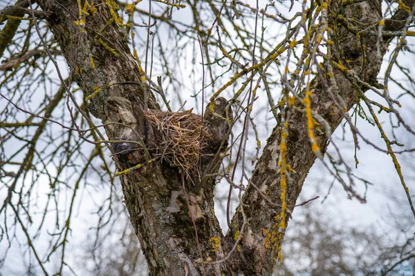 Oiseau fait son nid sur un arbre, oiseaux nichent en gros plan — Photo