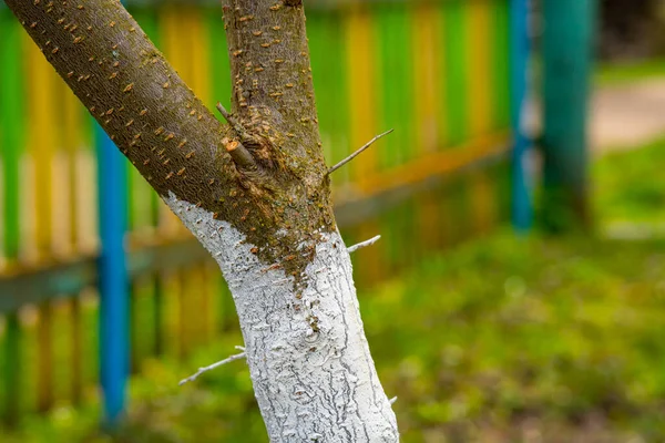 Casca caiada de árvore crescendo no jardim ensolarado do pomar no fundo borrado. Primavera jardinagem, preparando a árvore para a primavera. — Fotografia de Stock