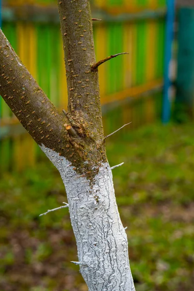 Weiße Baumrinde, die im sonnigen Obstgarten auf verschwommenem Hintergrund wächst. Frühjahrsgärtnern, den Baum auf den Frühling vorbereiten. — Stockfoto
