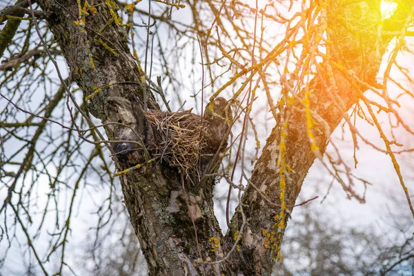 Pájaro hizo un nido en un árbol, los pájaros anidan de cerca — Foto de Stock