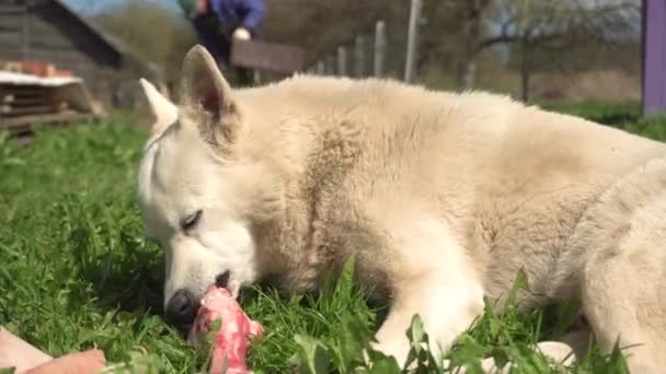 Cane bianco mastica un osso fresco su erba verde in estate, un cane randagio mangia un osso in una giornata di sole — Video Stock