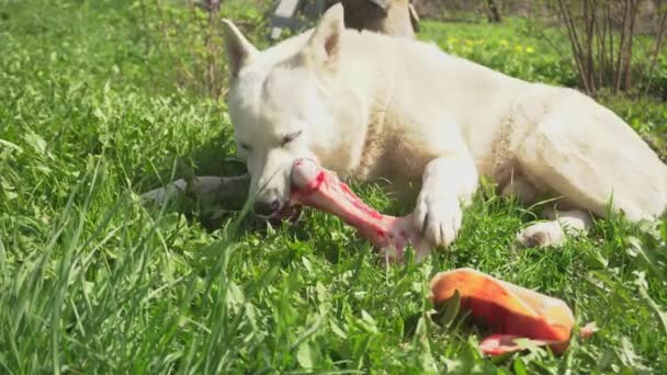 Streunender Hund frisst an einem sonnigen Tag einen Knochen, weißer Hund kaut im Sommer einen frischen Knochen auf grünem Gras — Stockvideo