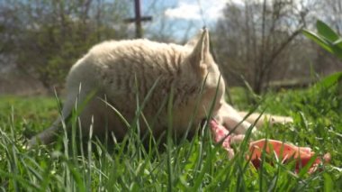 Beyaz köpek yazın yeşil çimlerde taze bir kemik çiğner. Serseri bir köpek güneşli bir günde kemik yer.