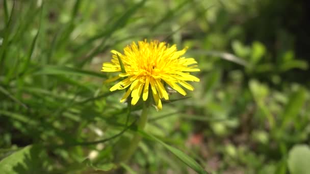 Kruipend op een gele paardebloem, een mier in de wilde bloemen — Stockvideo