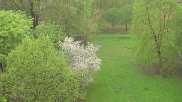 Silný déšť za oblačného dne na pozadí kvetoucích stromů a zelené trávy, vlhký den, deštivý den krajina, výhled z okna — Stock video