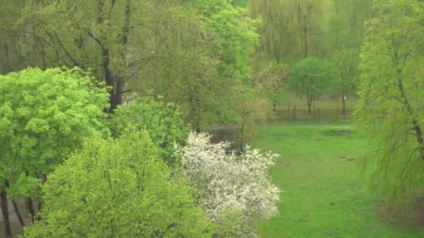 Yağmurlu bir gün manzarası, pencereden yağmur manzarası, bulutlu bir günde sağanak yağmur, çiçek açan ağaçların ve yeşil çimenlerin arka planında, yağmurlu bir gün. — Stok video