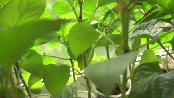 Červená a žlutá paprika klíčky, paprika sazenice jsou v květu a připravené k výsadbě na zahradě — Stock video