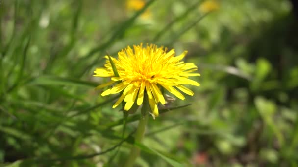 Eine Ameise in den Wildblumen, Gänsehaut kriecht auf einem gelben Löwenzahn — Stockvideo