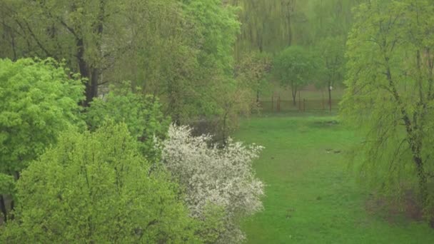 Дождь в облачный день на фоне цветущих деревьев и зеленой травы, влажный день, дождливый дневной пейзаж, вид из окна на дождь — стоковое видео
