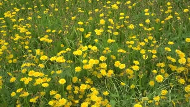 Lots of yellow dandelions in the meadow in spring time. Harmony with nature, concept of vacation, summer leisure, ecology — Stock Video